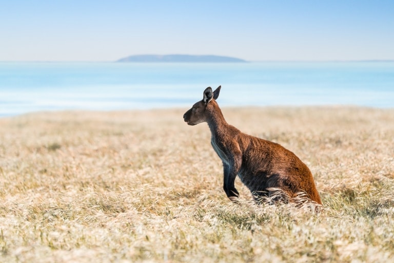 Känguru im Grasland auf Kangaroo Island © South Australian Tourism Commission