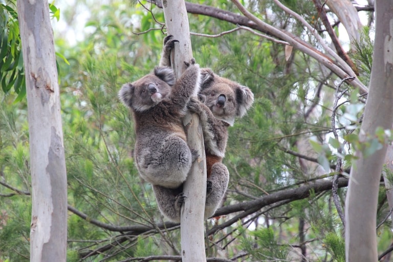 Koala di pohon di You Yangs Regional Park © Koala Clancy Foundation