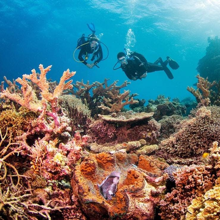 Dua penyelam skuba berenang di sisi terumbu karang di Clam Gardens di Great Barrier Reef Queensland © Tourism and Events Queensland