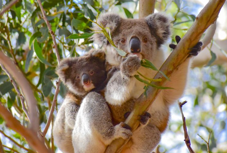 Koala dan Joey di pohon di Kangaroo Island © Exceptional Kangaroo Island