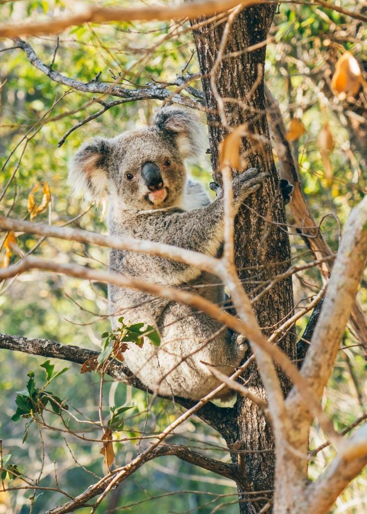Koala di pepohonan di Magnetic Island © Tourism and Events Queensland