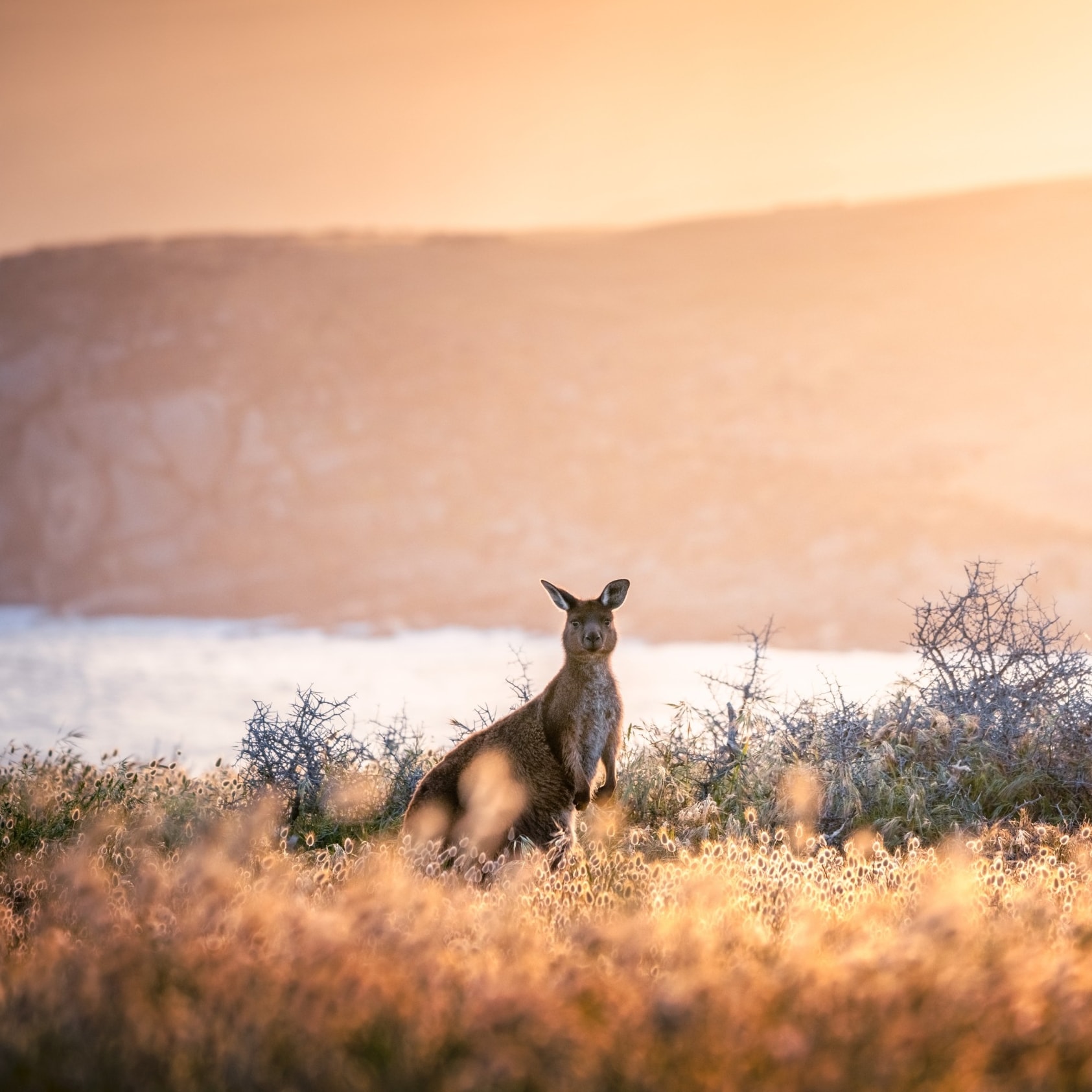 Kanguru saat matahari terbenam di Cape Willoughby © South Australian Tourism Commission