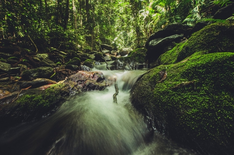 Air mengalir melintasi batu di hutan hujan hijau nan lebat di Daintree National Park di Queensland © Tourism Tropical North Queensland