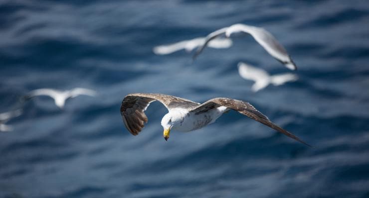Seagull, Neptune Islands, South Australia © Tourism Australia