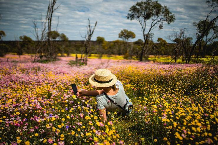 Wildblumen, Coalseam Conservation Park © Tourism Western Australia