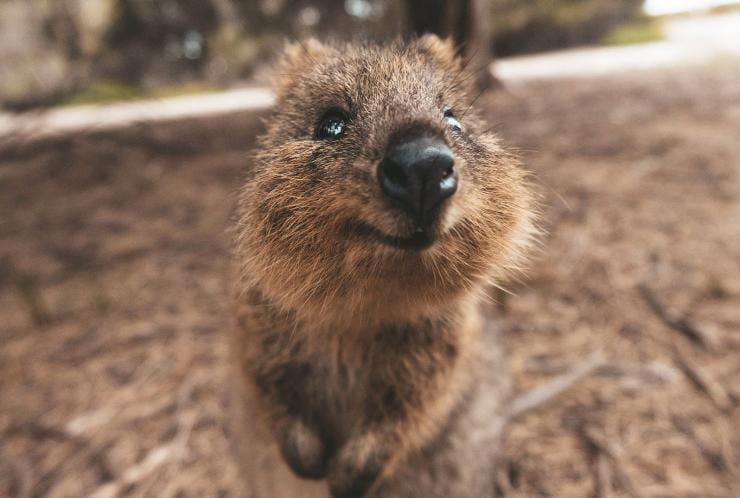 Lächelndes Quokka auf Rottnest Island, Westaustralien © James Vodicka