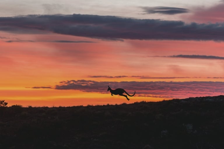 Kangourou bondissant au coucher du soleil en plein cœur de l'Arkaba dans le Flinders Ranges National Park en Australie du Sud © South Australian Tourism Commission