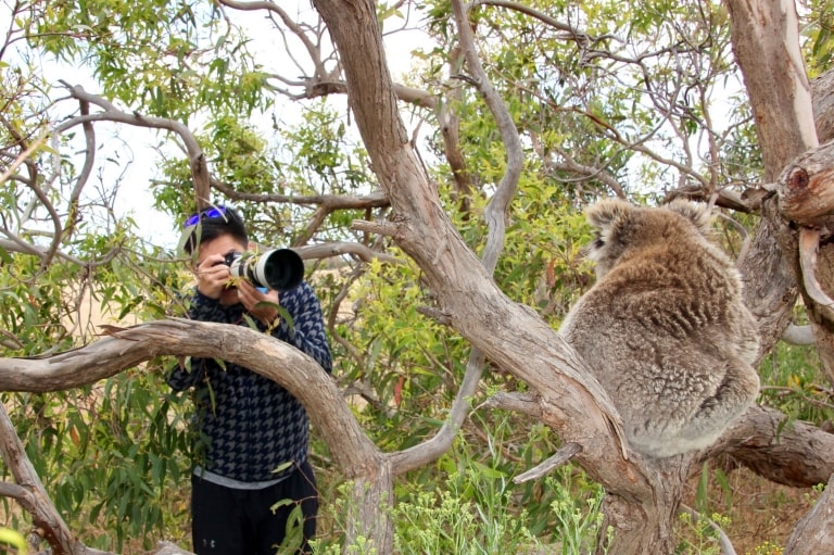 Homme prenant une photo d'un koala lors d'un Australian Coastal Safari à Port Lincoln © Australian Coastal Safaris