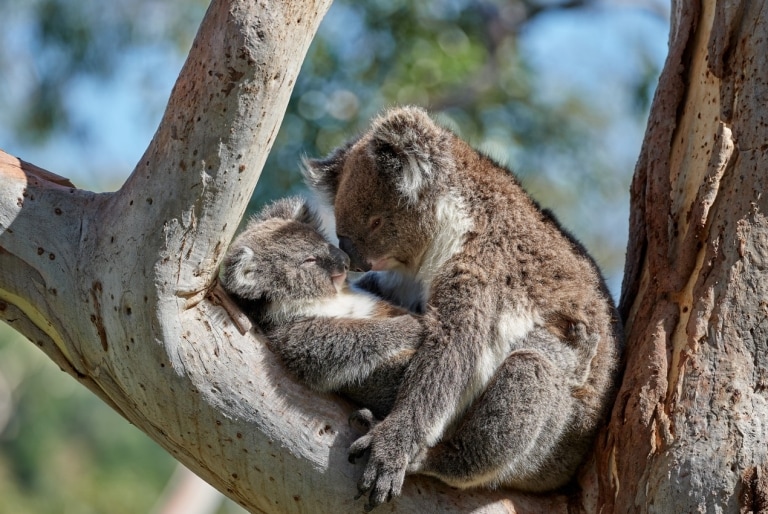 Koala abbracciati su un albero a Mount Lofty, nel South Australia © George Papanicolaou