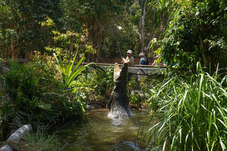 クイーンズランド州、ハートリーズ・クリーク・クロコダイル・アドベンチャーズの水から飛び出すクロコダイル © Tourism Australia