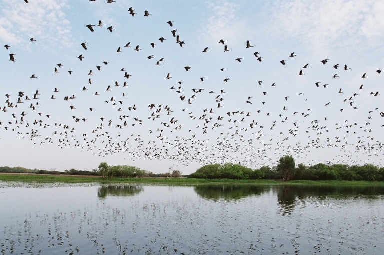 ノーザンテリトリーのカカドゥ国立公園のイエロー・ウォーターで湿地帯の上を飛んでいる鳥 © Gary Topic