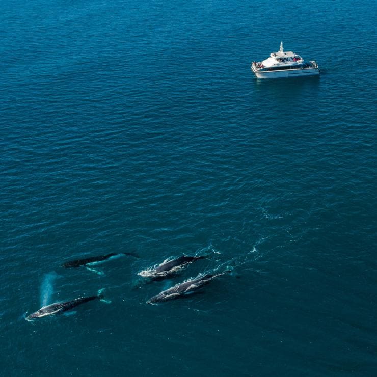空から見たダンズボロー近海のミナミセミクジラとナチュラリステ・チャーターズのボート © Tourism Australia