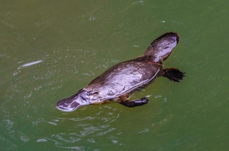 A platypus swimming in Broken River in Eungella National Park © Tourism and Events Queensland/Jewels Lynch