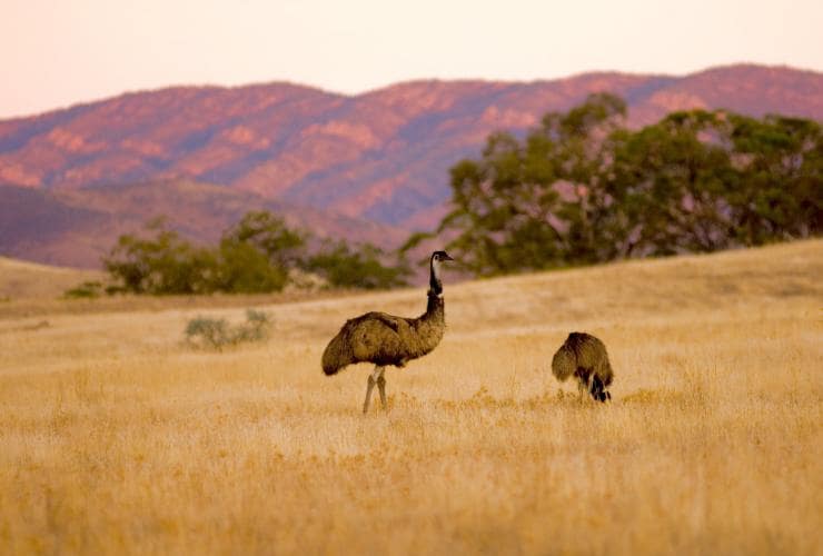 Emus, Arkaba, Flinders Ranges, Südaustralien © Wild Bush Luxury