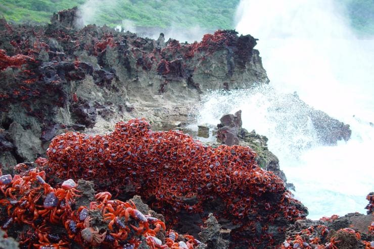 Crabs at blowholes, Christmas Island © Christmas Island Tourism Association