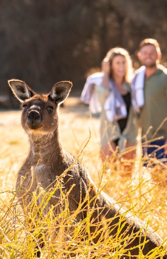 Sea Dragon Lodge and Villas, Kangaroo Island, SA © Tourism Australia