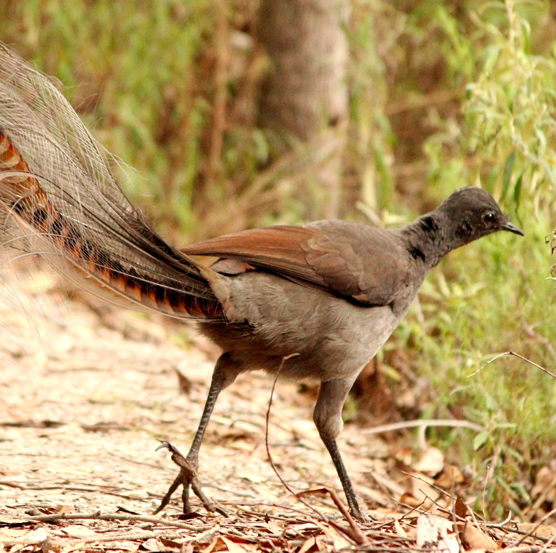 A superb lyrebird in Croajingolong National Park © Echidna Walkabout