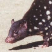 Spotted-tailed quoll © Scott Burnett