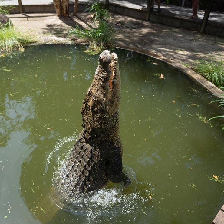 Crocodile feeding at Hartley's Creek Crocodile Adventures © Tourism Australia