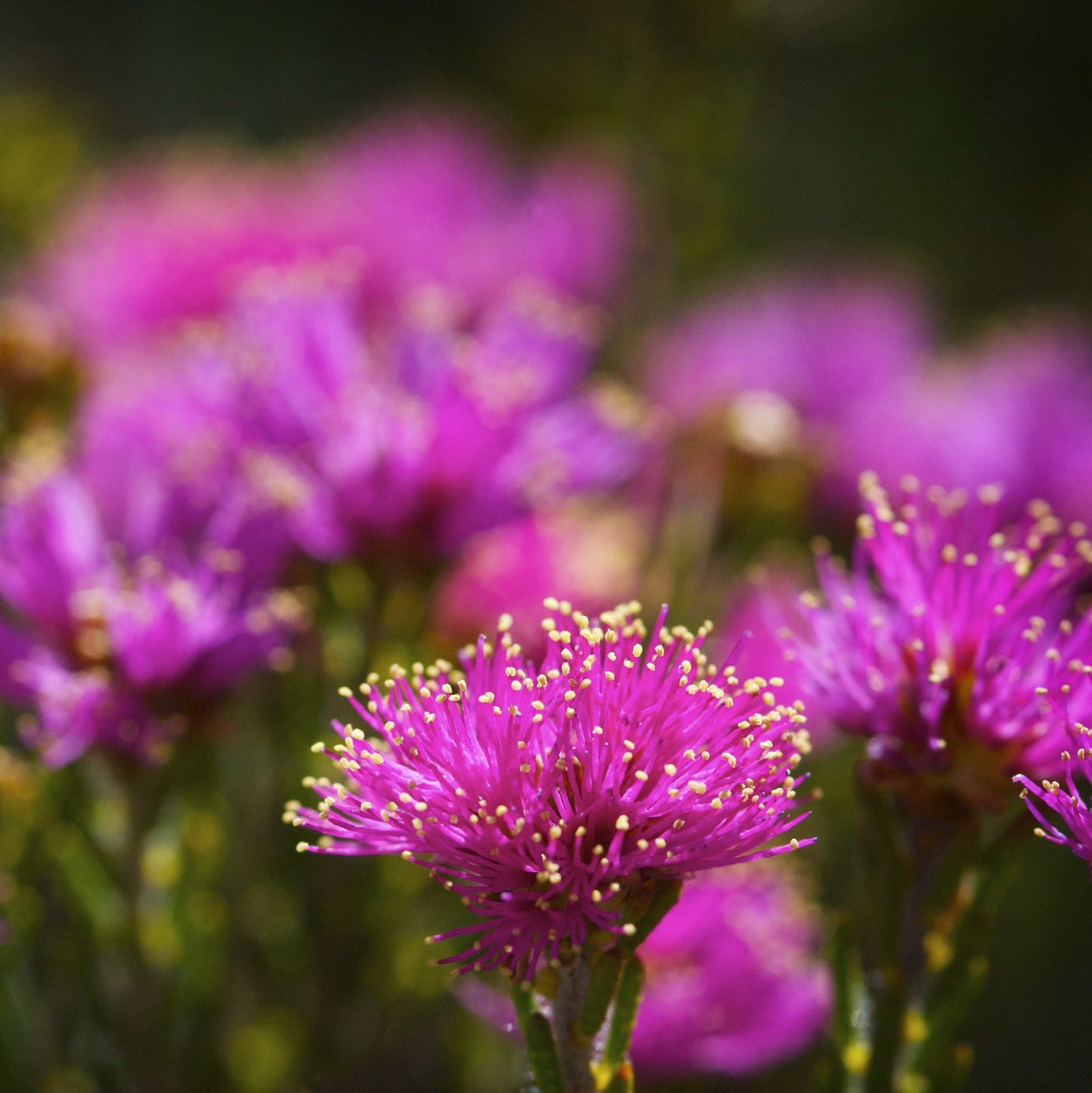 Phymatocarpus maxwellii wildflower in Fitzgerald River National Park © Tourism WA