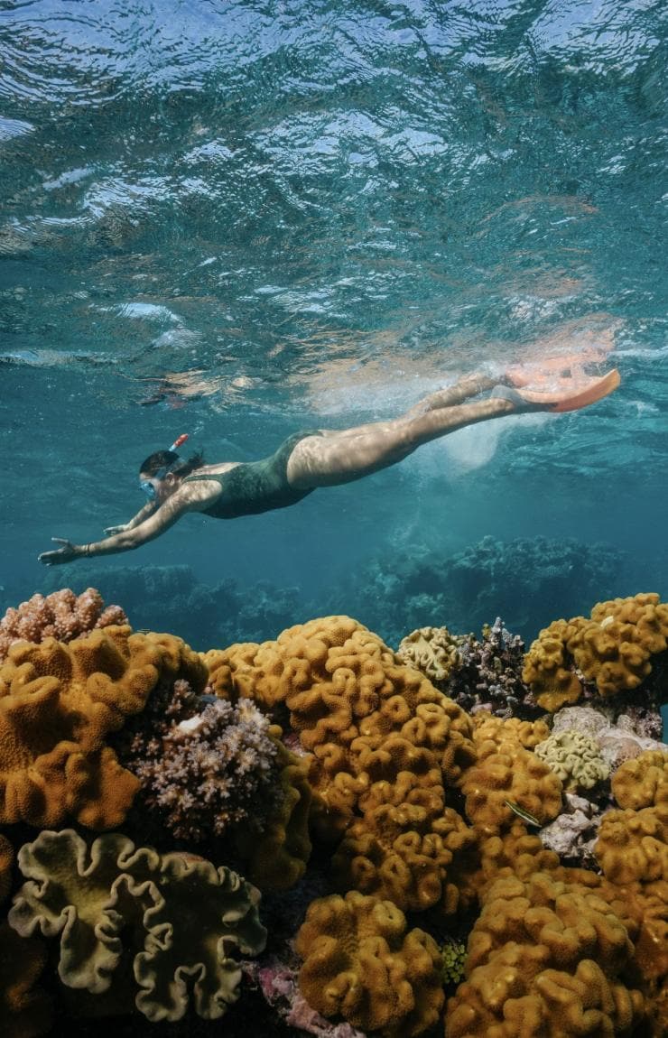 Dreamtime Dive and Snorkel, Cairns, Queensland © Tourism Australia