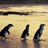 Little penguins, Phillip Island Nature Park, VIC © Phillip Island Nature Park