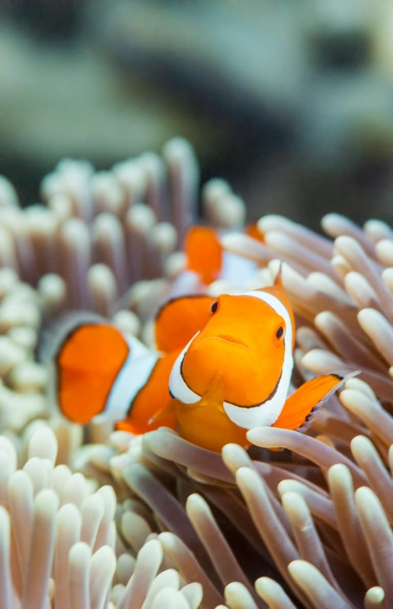 Clown Fish, Great Barrier Reef, QLD © Tourism Australia