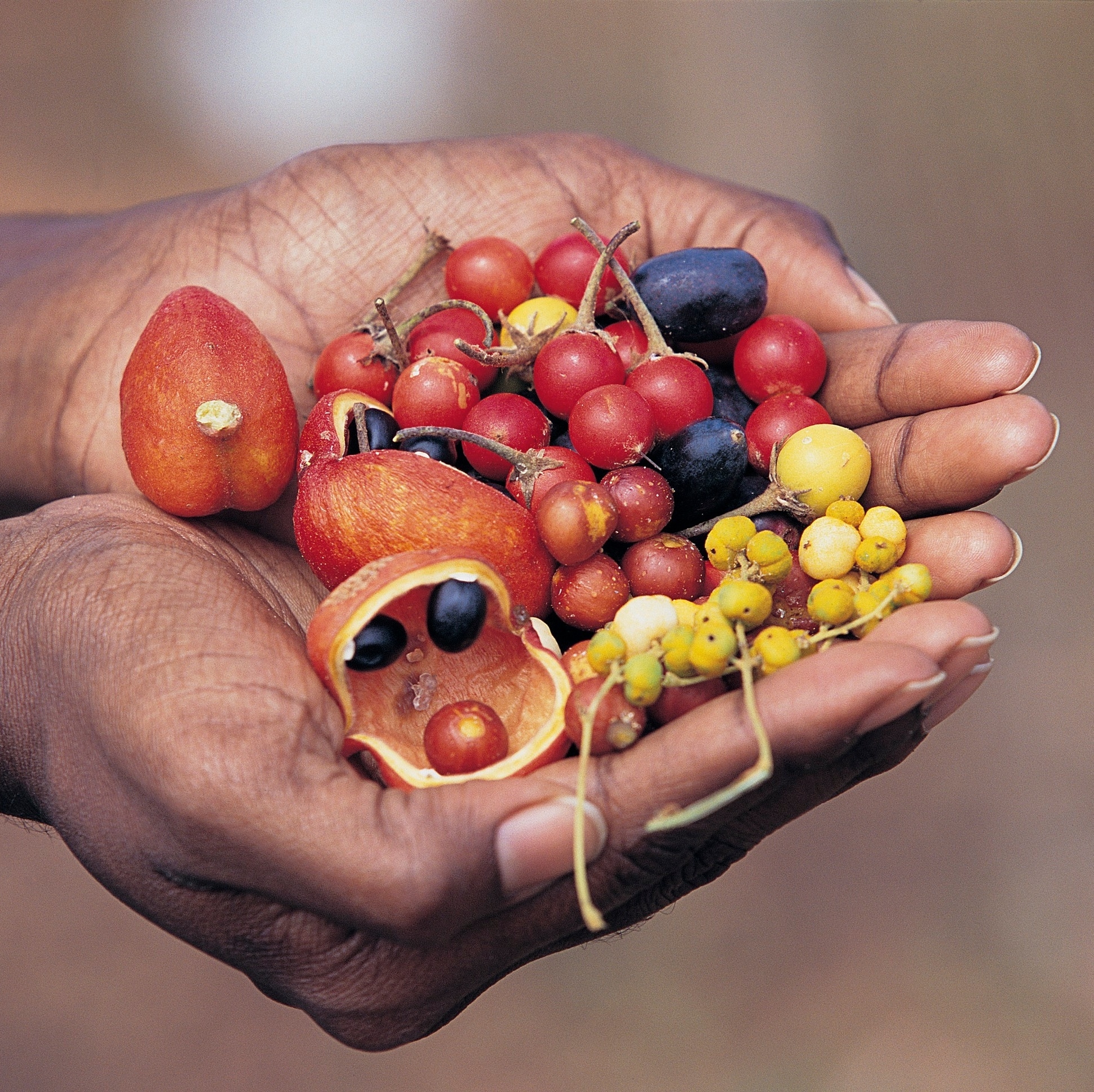 Hand holding native Australian bush tucker © Tourism Australia