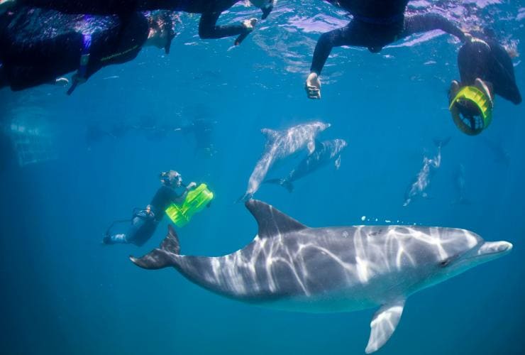 Underwater photo of a group of peple snorkelling with wild dolphins in clear blue water during a tour with Perth Wildlife Encounters, Perth, Western Australia © Perth Wildlife Encounters / Australian Wildlife Journeys