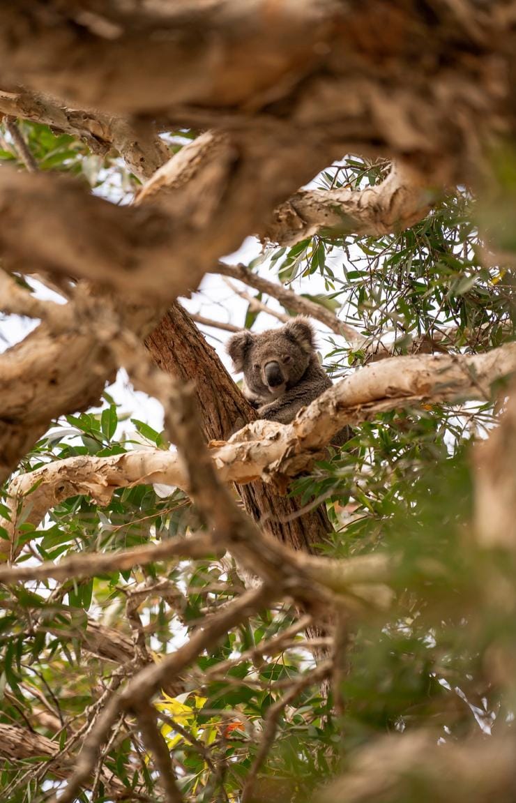 A koala sitting among a network of twisted branches surrounded by leaves in Tilligerry Habitat Reserve, Tanilba Bay, New South Wales © Rob Mulally