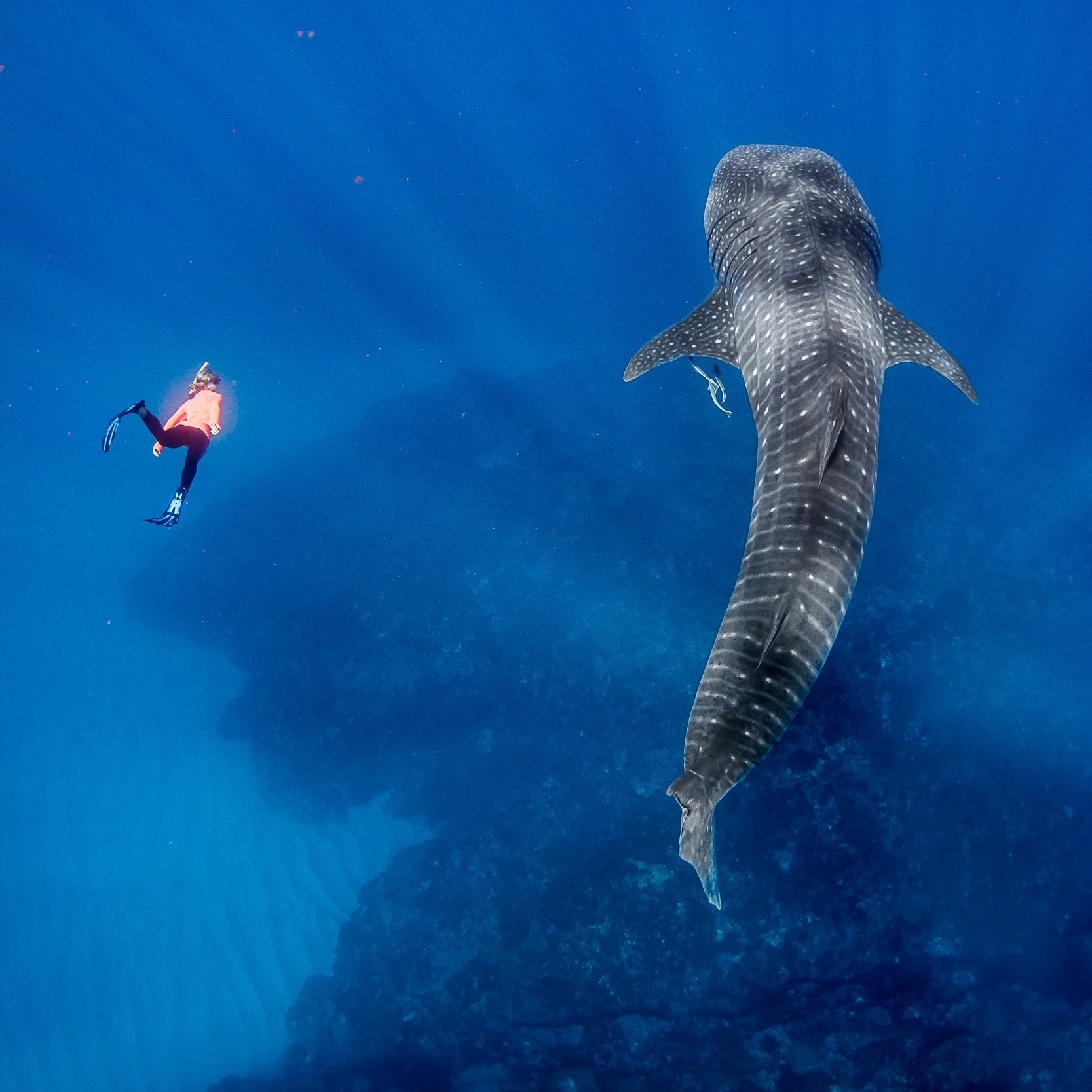 Snorkeler swims next to a whale shark near Exmouth © Chris Jansen/Live Ningaloo