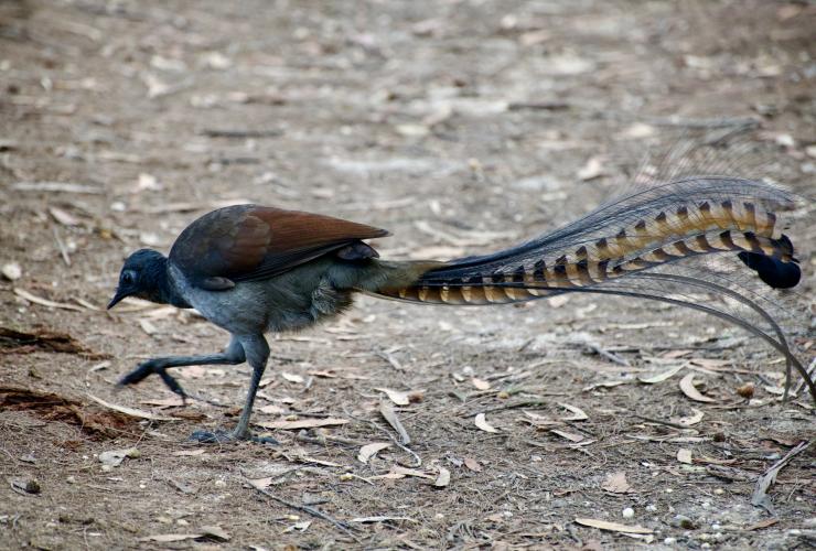 A bird with brown and grey feathers on its body and a long, striped feather tail walking on the ground during a tour with Sydney Bespoke Tours, Sydney, New South Wales © Sydney Bespoke Tours / Australian Wildlife Journeys