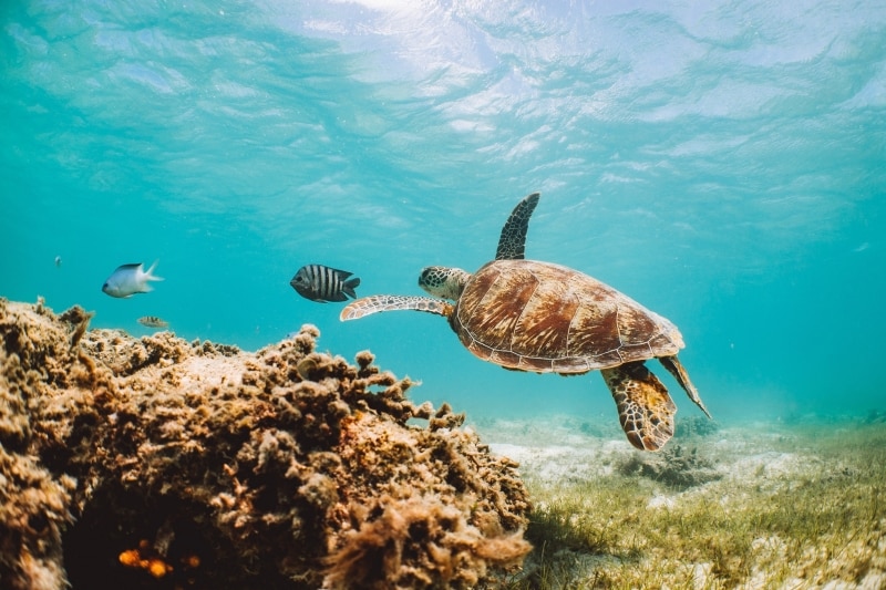 Lizard Island, Great Barrier Reef, QLD © Tourism Australia