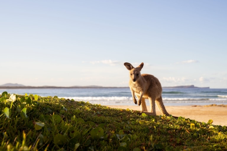 Small brown kangaroo looking at the camera on Diamond Head Beach in Crowdy Bay National Park, New South Wales © Tourism Australia