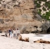 Seal Bay, Kangaroo Island, SA © Tourism Australia