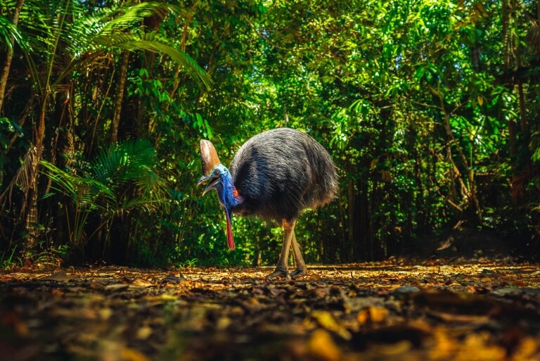 Guide To The Daintree Rainforest Tourism Australia