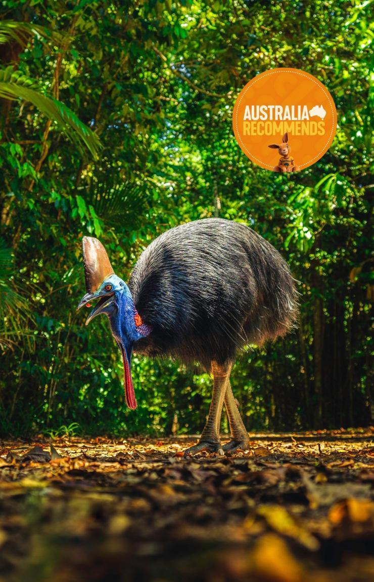 Cassowary in Daintree Rainforest, Queensland © Tourism and Events Queensland