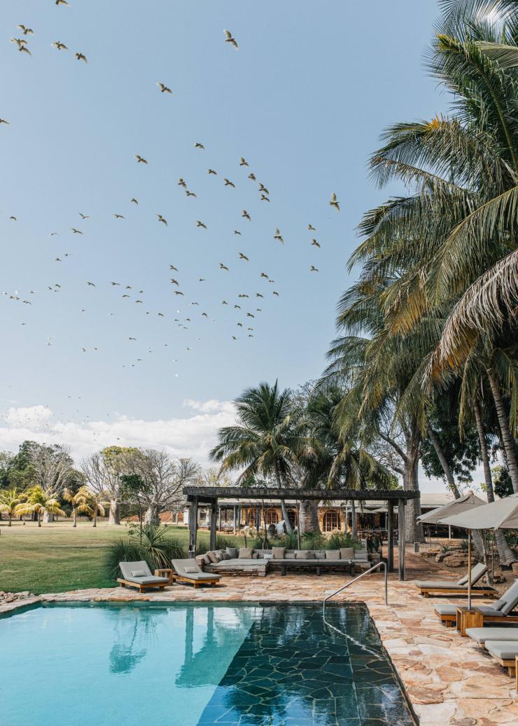 A blue, outdoor pool surrounded by chic brown deck chairs beneath tall palm trees, with a grassy plain to one side and a flock of birds flying overhead in a clear blue sky at Bullo River Station, Baines, Northern Territory © Luxury Lodges of Australia/Elise Hassey