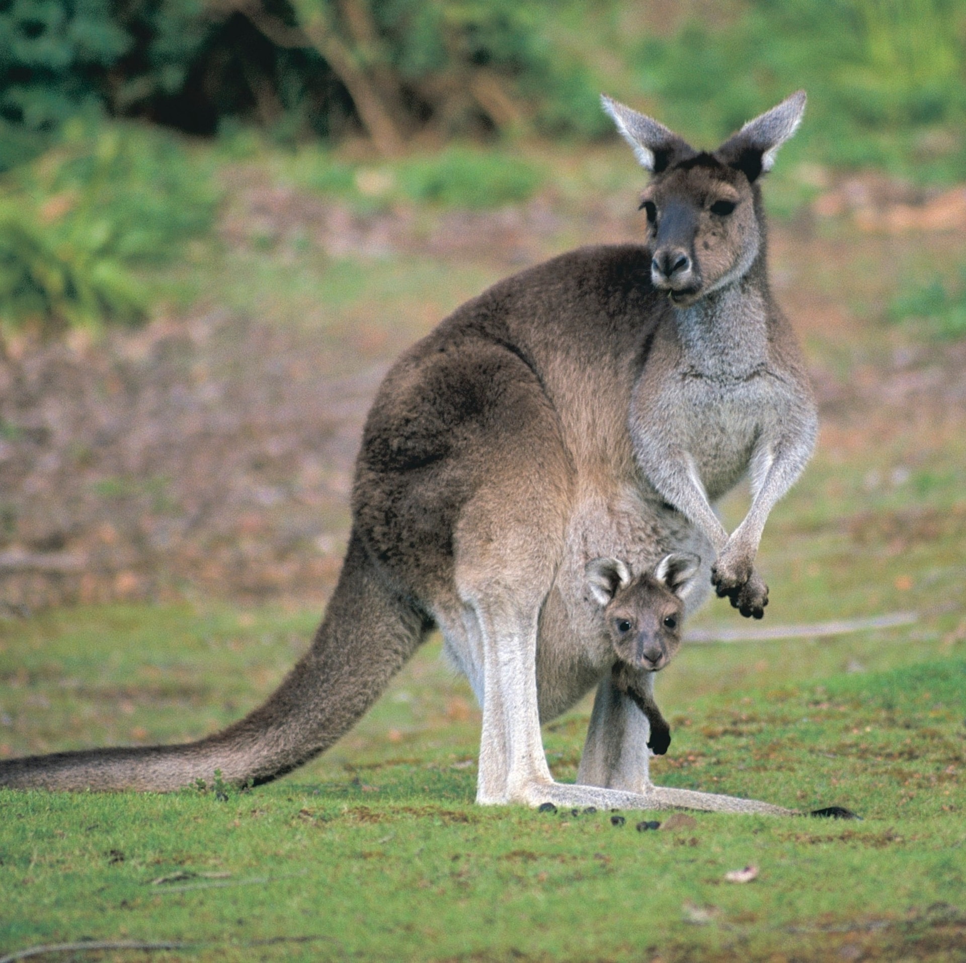 australian-outback-animals-animals-australian-wildlife-western