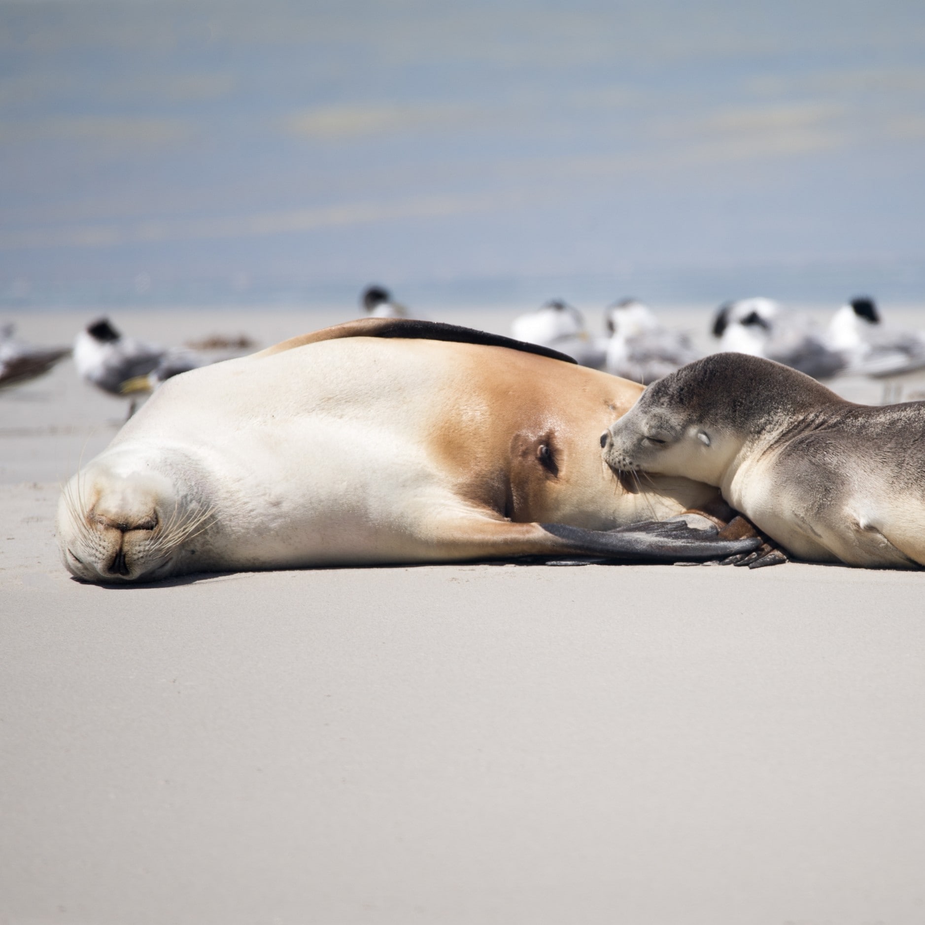 Australian Sealions at Seal Bay Conservation Park © Exceptional Kangaroo Island