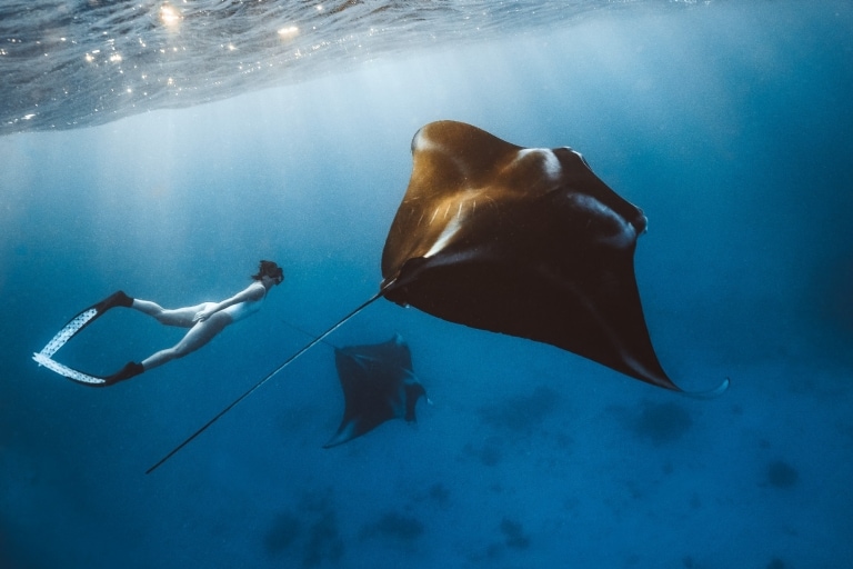 A woman snorkelling underwater with two manta rays near Lady Elliot Island, Great Barrier Reef, Queensland © Tourism and Events Queensland