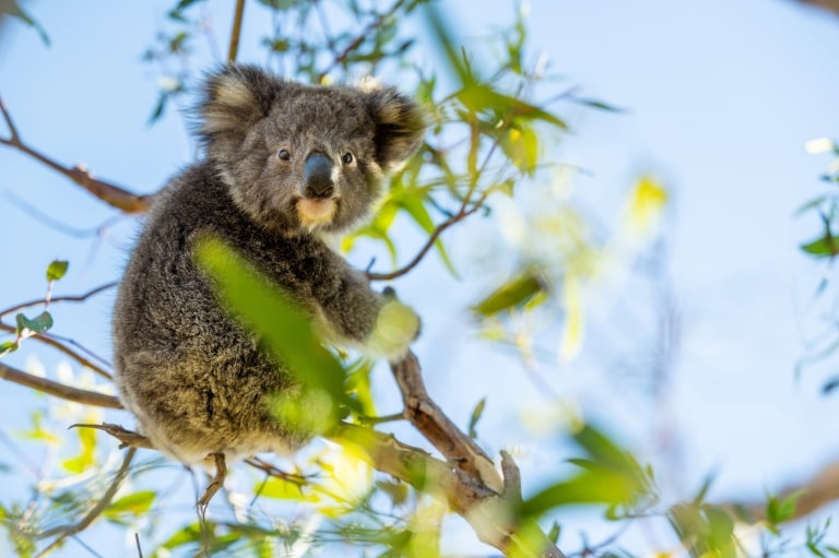 Untamed Escapes, Eyre Peninsula, South Australia © Tourism Australia