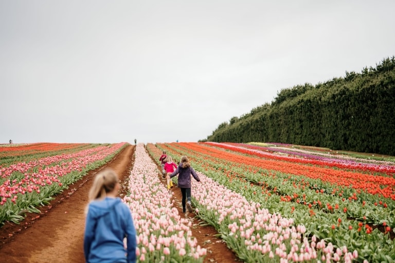 Table Cape Tulip Farm, Wynyard, Tasmanie © Tourism Australia