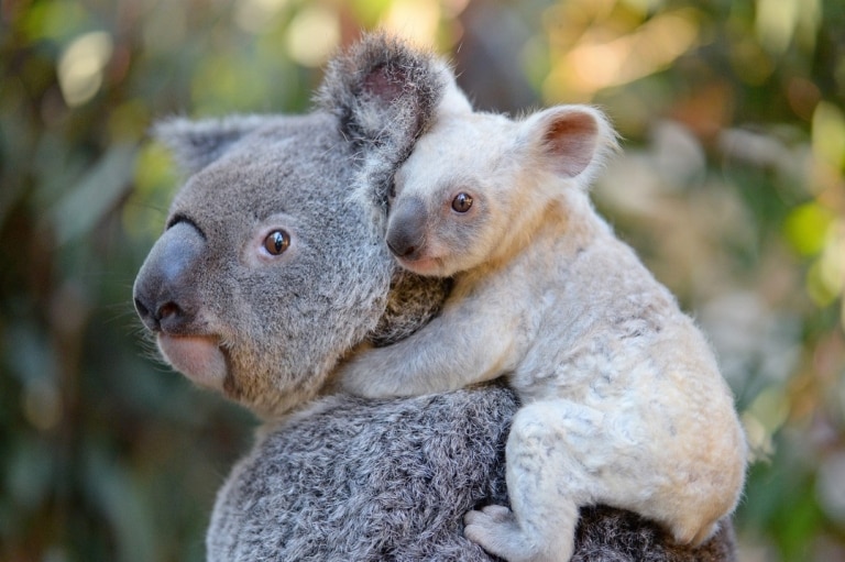 Bébé koala blanc avec sa maman Tia, Australia Zoo, Beerwah, QLD © Ben Beaden / Australia Zoo