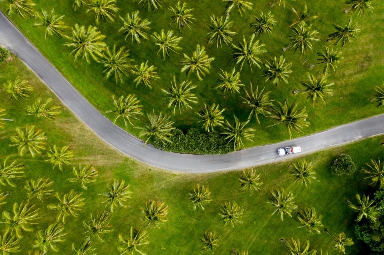 Aerial of car driving through palm trees in Tropical North Queensland © Tourism and Events Queensland / Sean Scott.