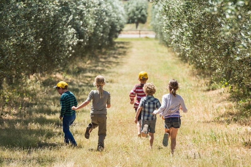 Silverdale Olive Orchard, Coral Coast, WA © Australia's Coral Coast