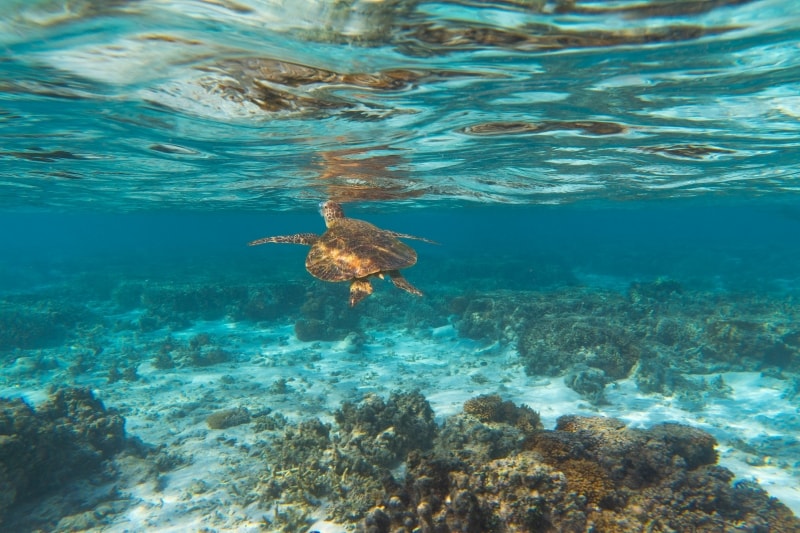 Penyu, Lady Elliot Island, Great Barrier Reef, QLD © Tourism &amp; Events Queensland