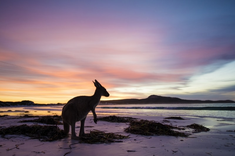 Kanguru, Lucky Bay, Cape Le Grand National Park, WA © Tourism Western Australia