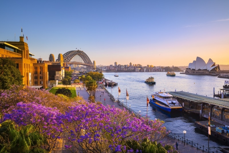 Jacarandas dan Sydney Harbour saat matahari terbenam, Sydney, NSW © Destination NSW