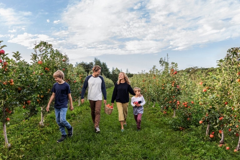 Keluarga menikmati hari dengan memetik apel di Shields Orchard di Bilpin © Destination NSW